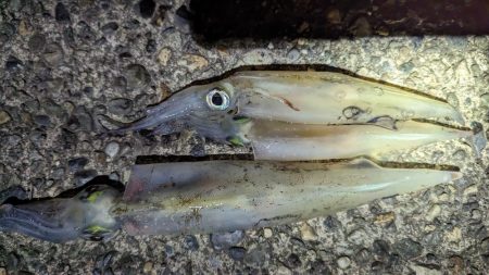 ヤリイカエギング