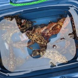 はぐれヤリイカ