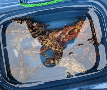 はぐれヤリイカ