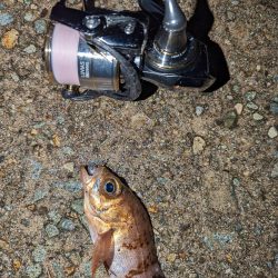 ナイトメバリング