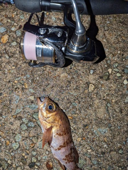 ナイトメバリング