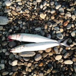 今年2本目、3本目