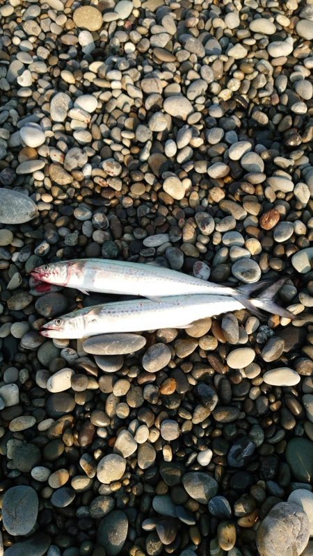 今年2本目、3本目