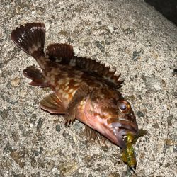 アコウが釣りたい