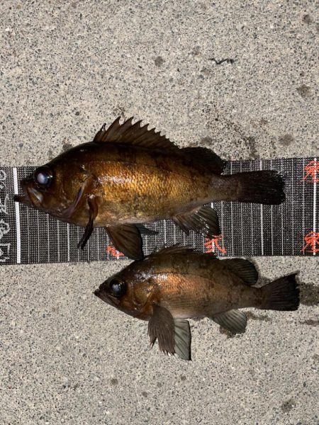 ヤリイカ不発、メバルGET