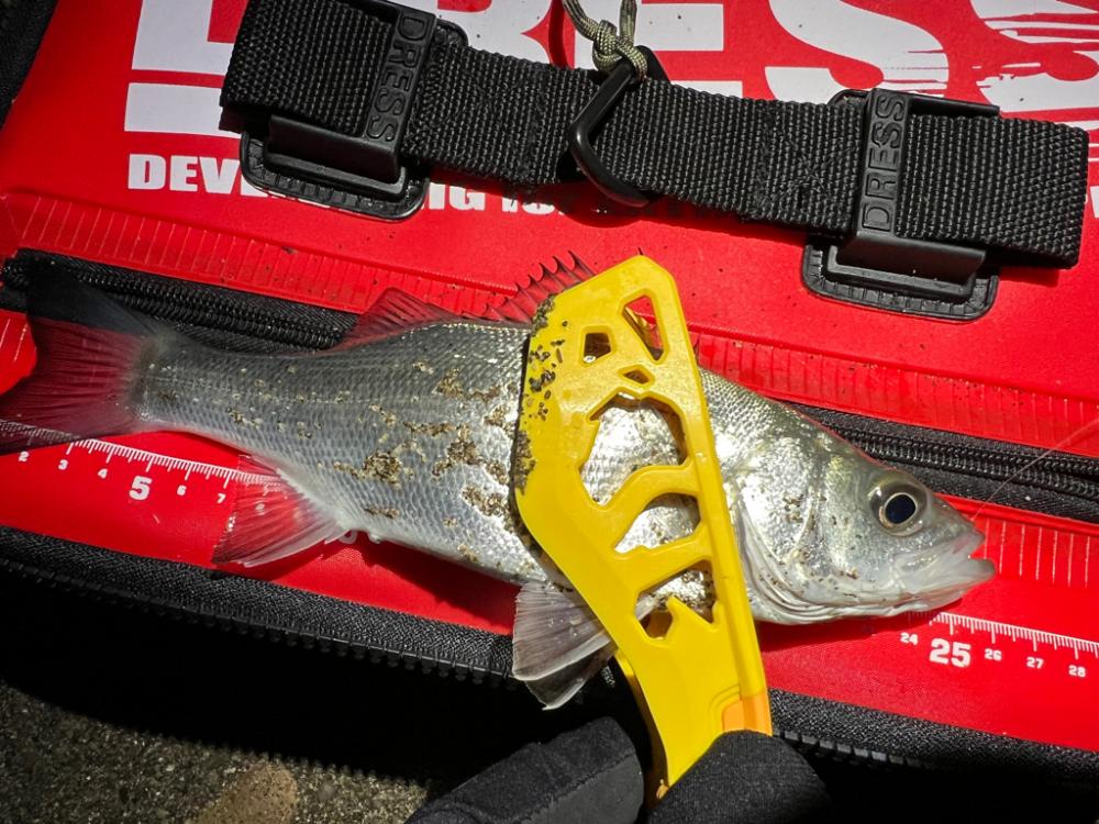 鯵を探して三千里Vel.29