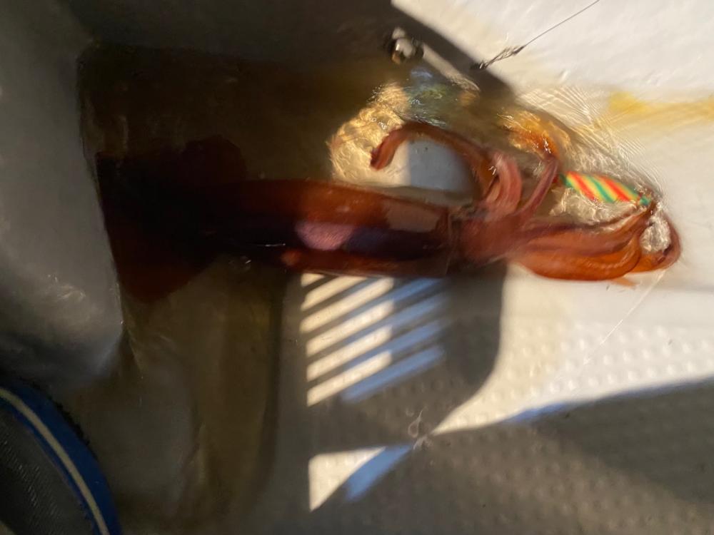 冬のイカメタル