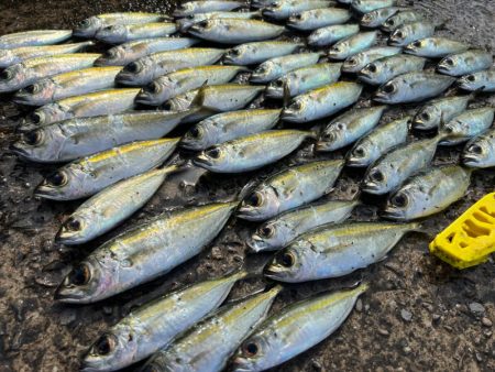 鯵を探して三千里Vel.30