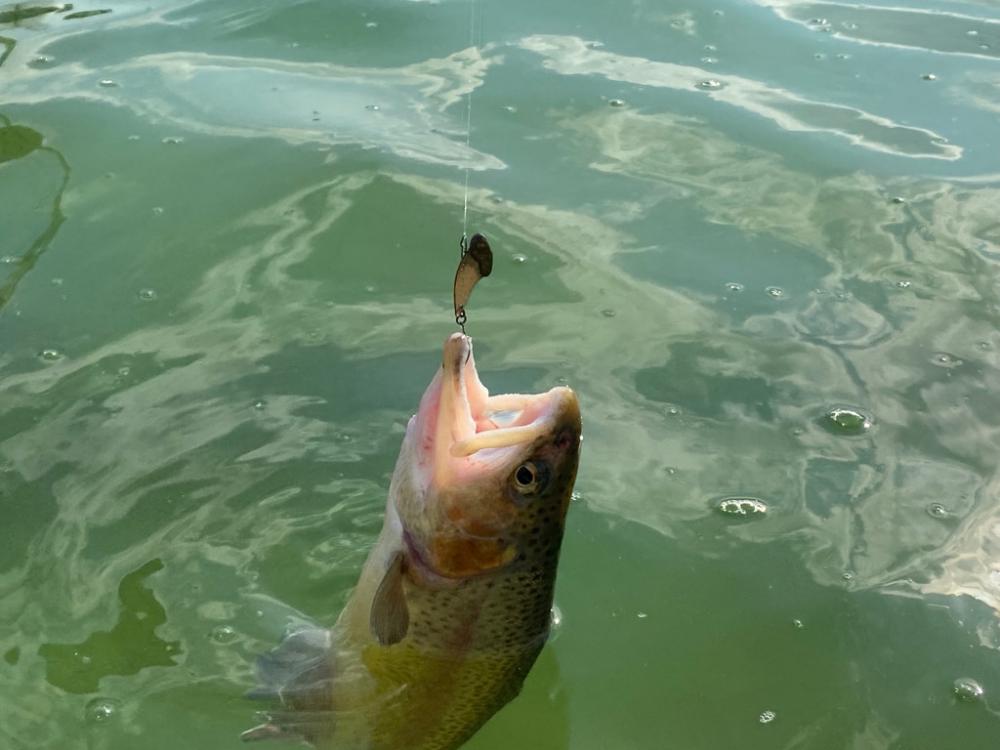 エリアトラウト　底多め