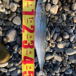 浜はサゴシ好活性