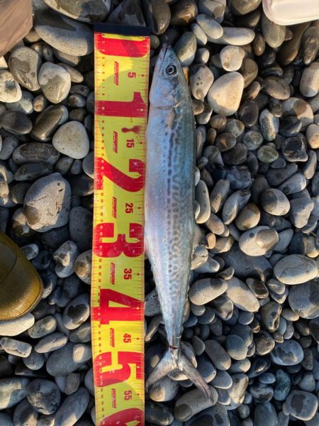 浜はサゴシ好活性