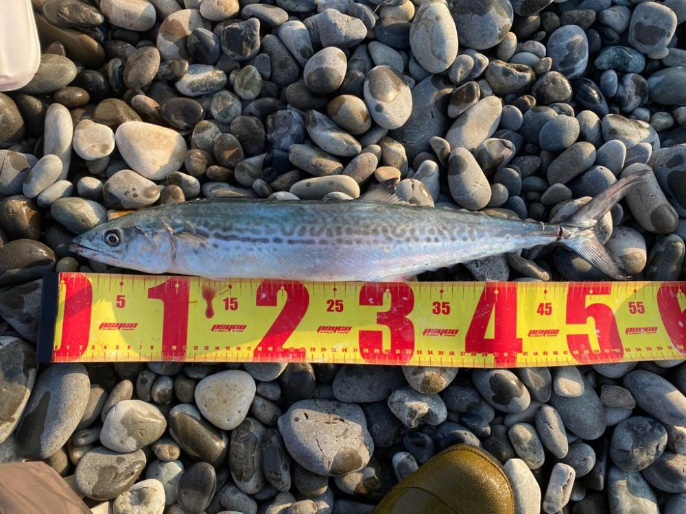 浜はサゴシ好活性