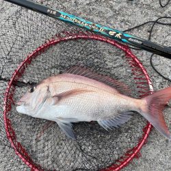 津久見でクロ釣りのはずが😅