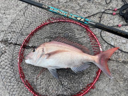 津久見でクロ釣りのはずが😅