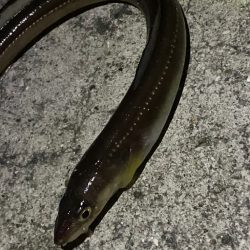 今シーズン初メバルへ