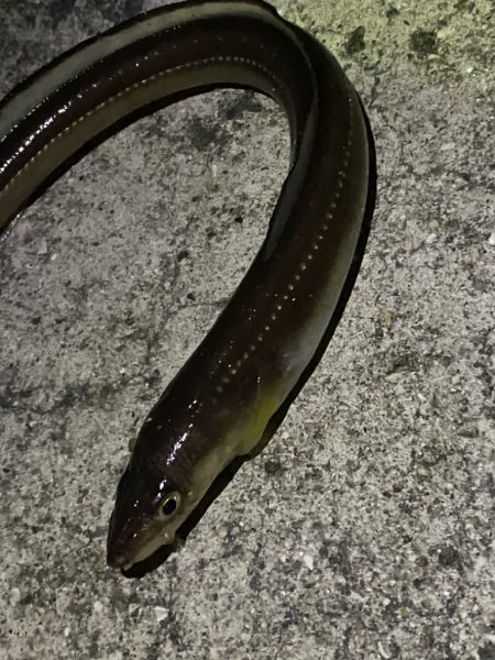 今シーズン初メバルへ