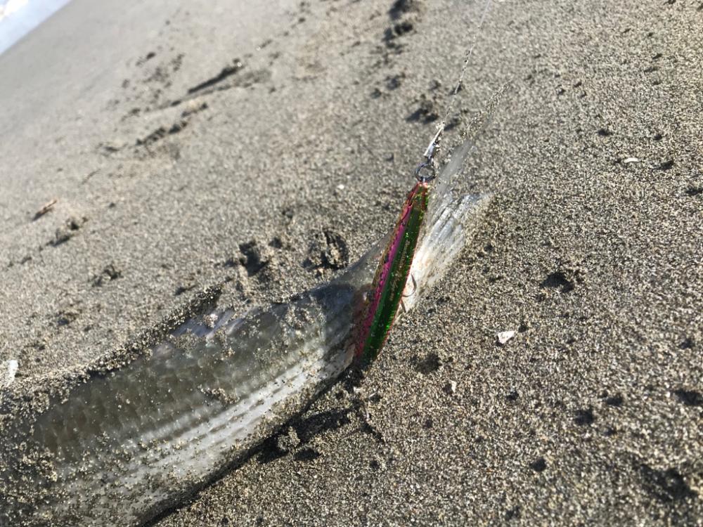 ボウズとサーフとボラ