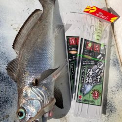 大阪湾クログチ