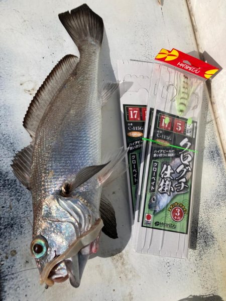 大阪湾クログチ