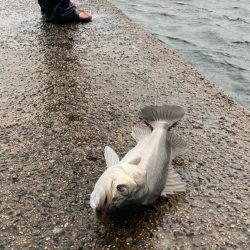 シーバス入れ食い