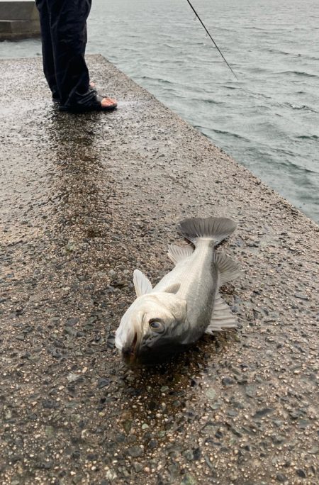 シーバス入れ食い
