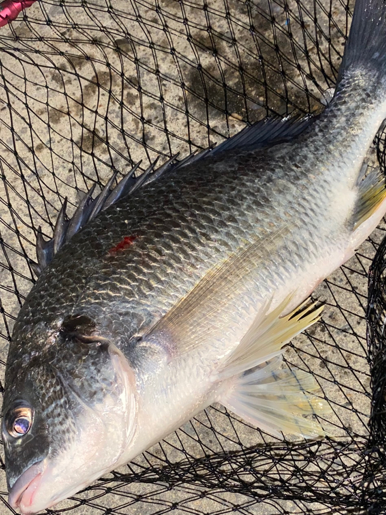 ヘチってきました