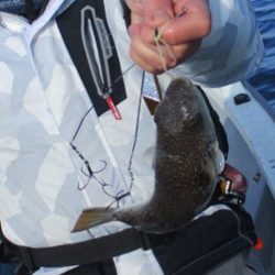 播磨カットウフグ