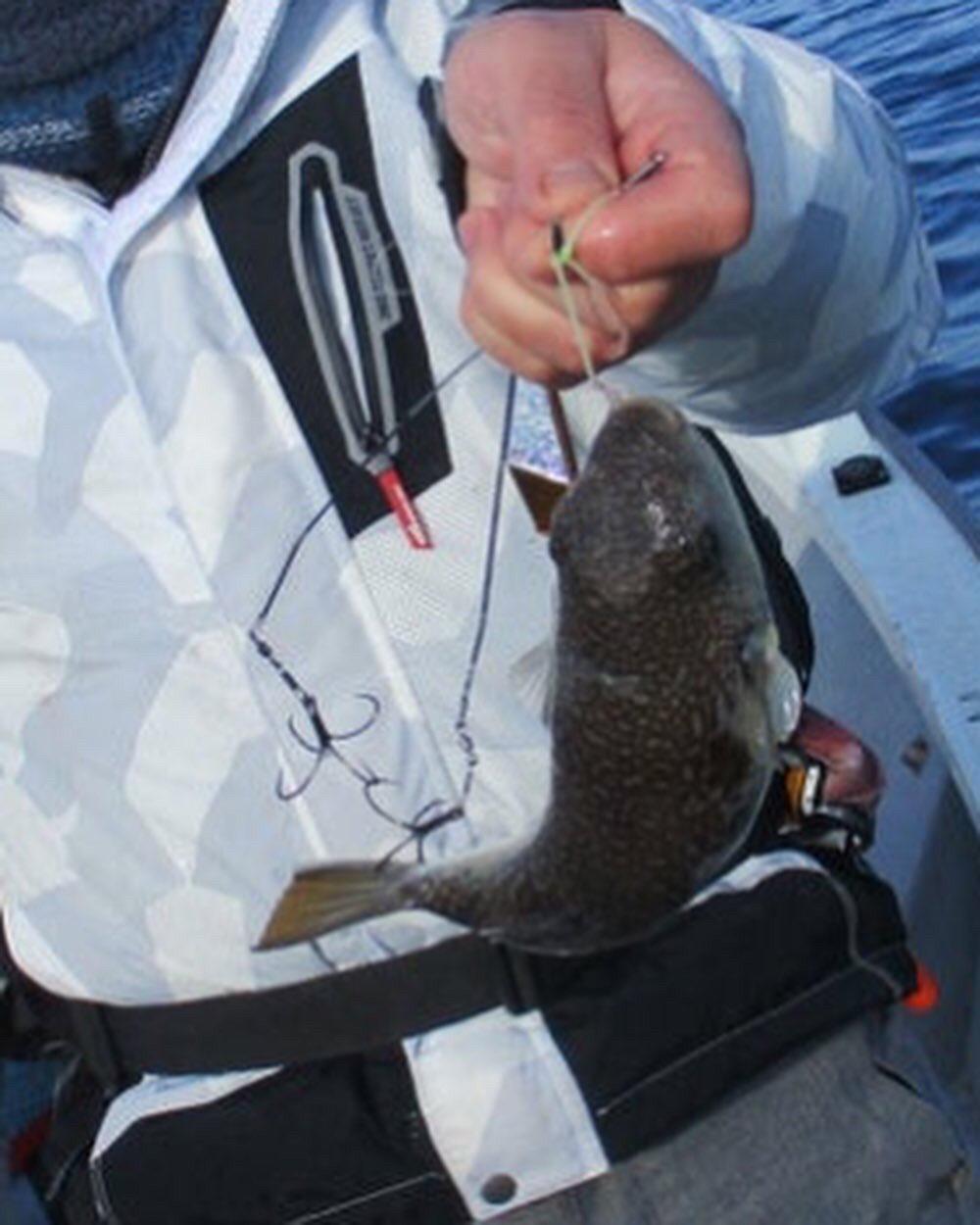 播磨カットウフグ