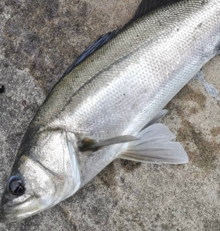 時短でセイゴ狙い