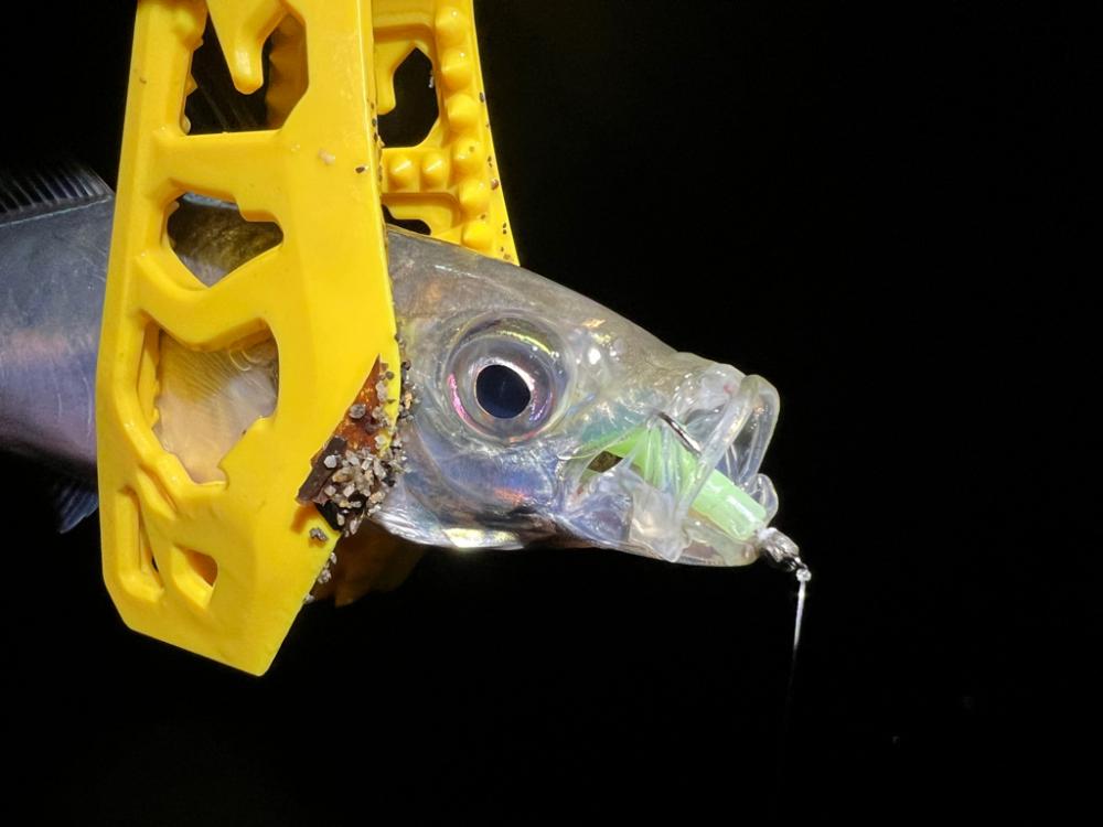 鯵を探して三千里Vel.28