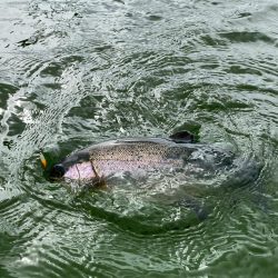 かめプー爆釣　エリアトラウト