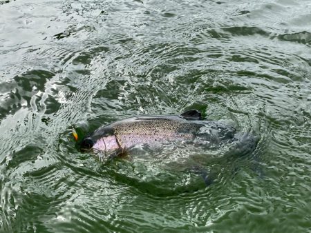 かめプー爆釣　エリアトラウト