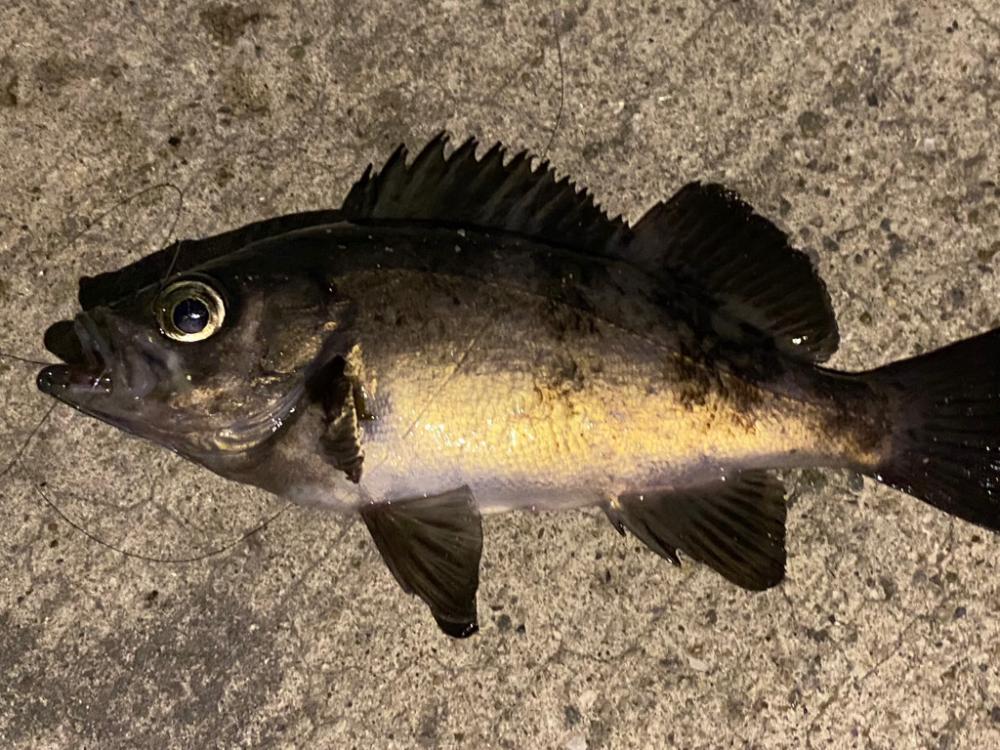 淡路メバリング