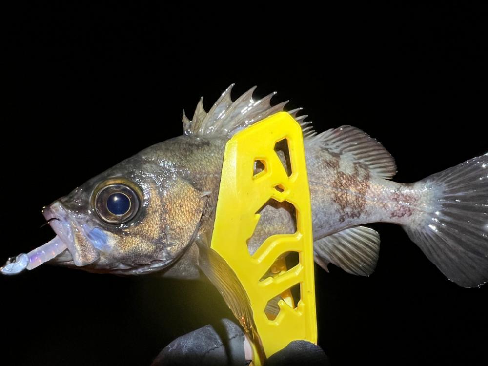 メバルを探して三千里Vel.6