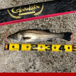 ベタ凪の暖かい日