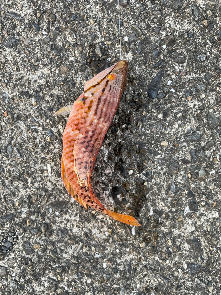 初奈半利にて初タカノハダイ