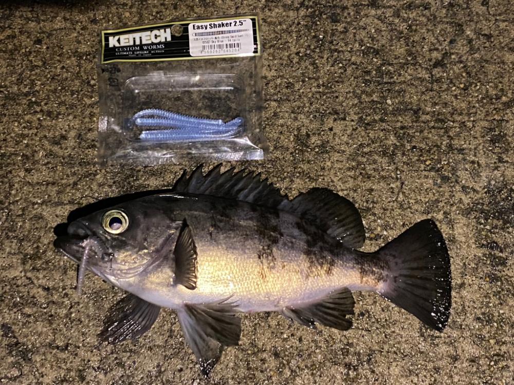 淡路メバリング