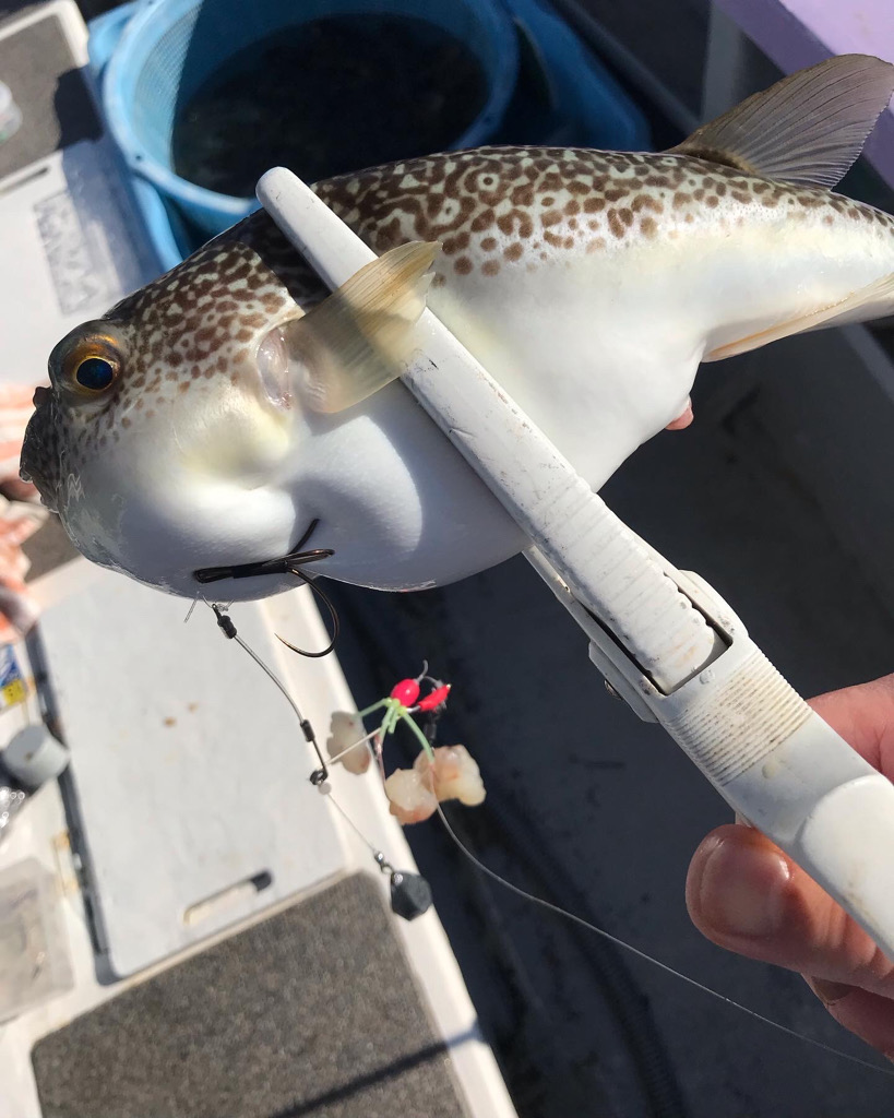 淡路カットウ釣り