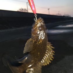 シーバスいつになったら釣れるの？