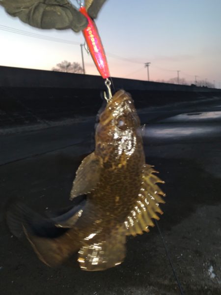 シーバスいつになったら釣れるの？