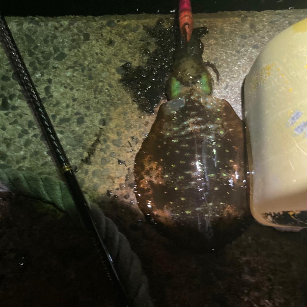 ヤリイカエギングin呼子