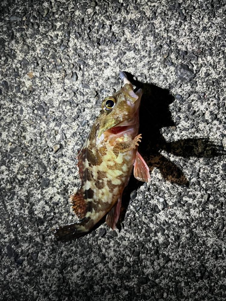 少し遠出ライトゲーム