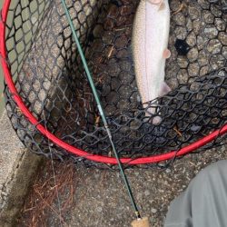 鯵道とファインテールでトラウトツヌケ！