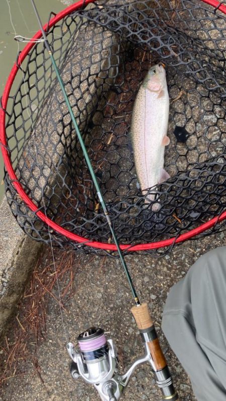 鯵道とファインテールでトラウトツヌケ！