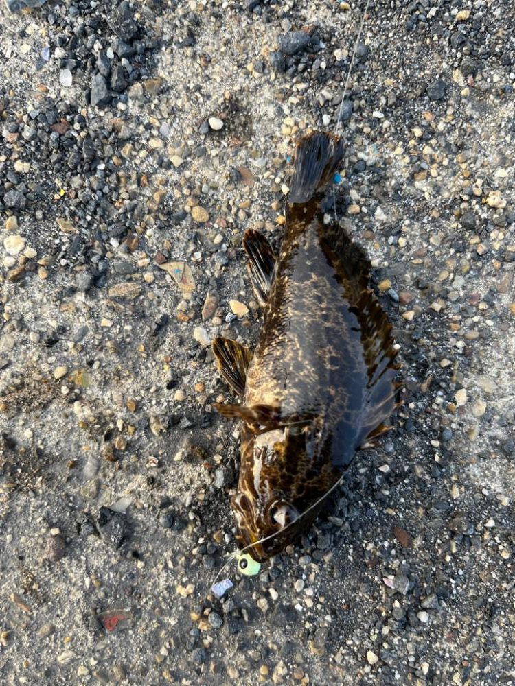 四日市根魚ライトゲーム