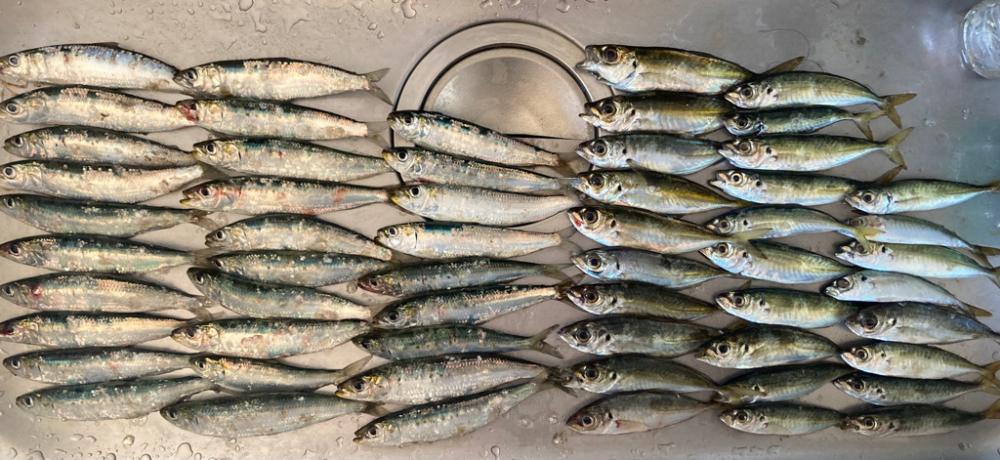 サビキにハマりつつある