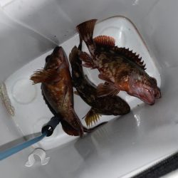 暇つぶしにガシラ！