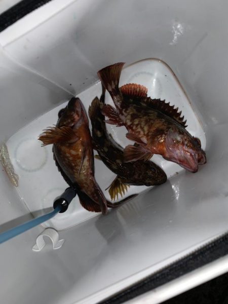 暇つぶしにガシラ！