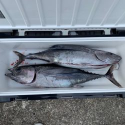 トンジギ良好！