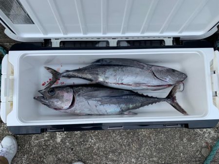 トンジギ良好！